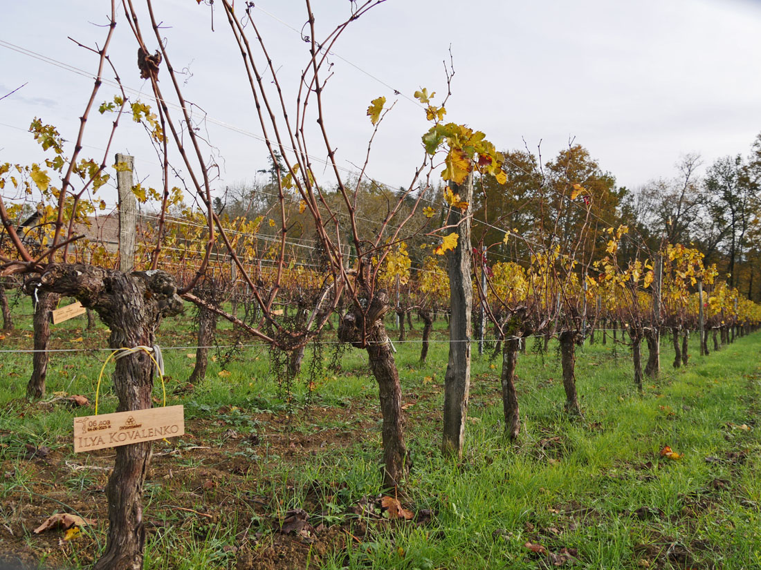 Виноградник на урожай
